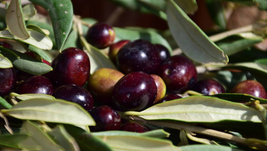 maslinovo ulje pelješac